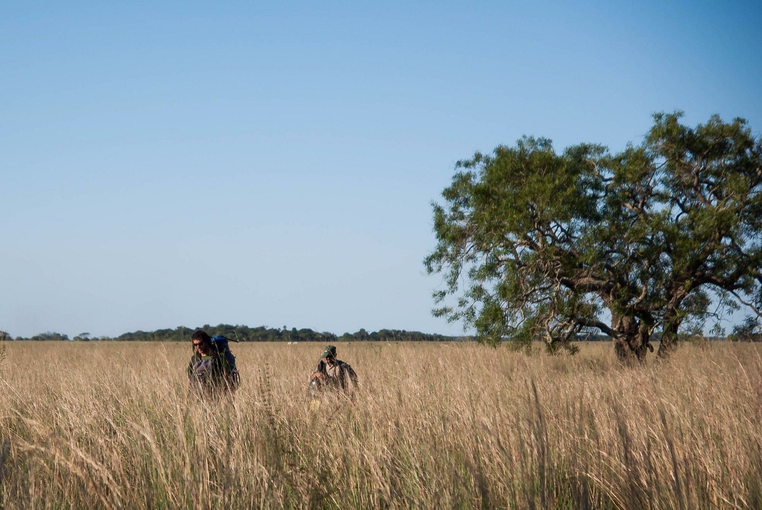 Caminantes en el sendero entre los pastizales altos del Iberá hacia el refugio