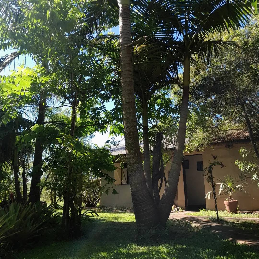 Jardín con palmeras y cabaña del Rancho Inambú en Pellegrini