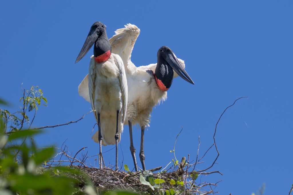 Par de yabirus (cigüeñas jabiru) en su nido sobre el dosel