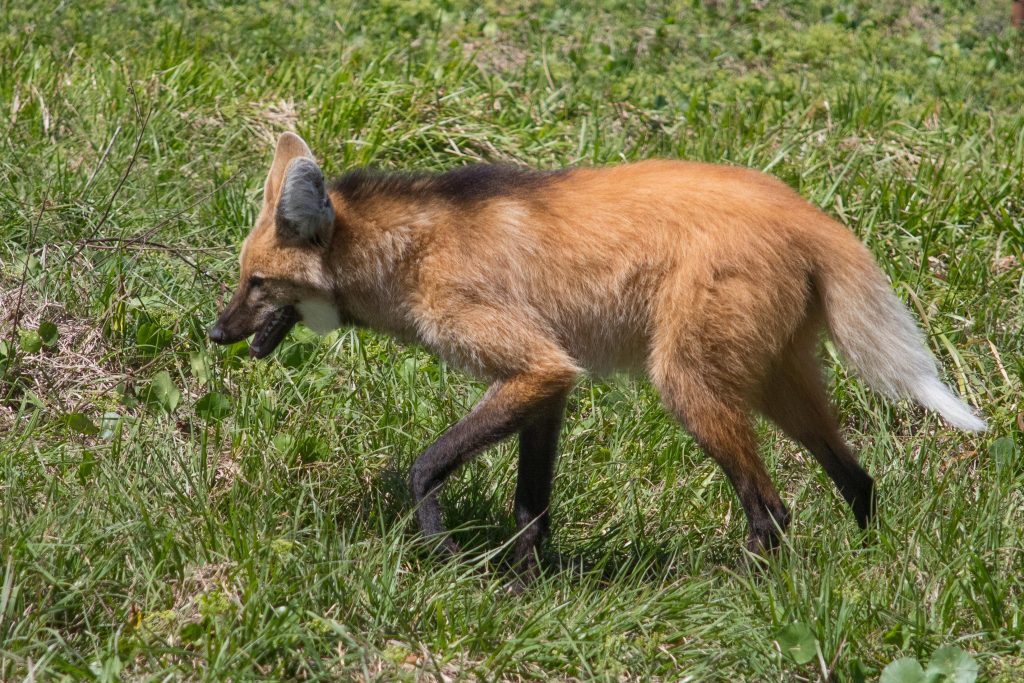 Aguará guazú (lobo de crin) trotando por el campo