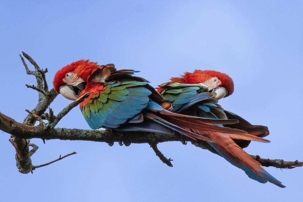 Pareja de guacamayos rojos acicalándose en el monte
