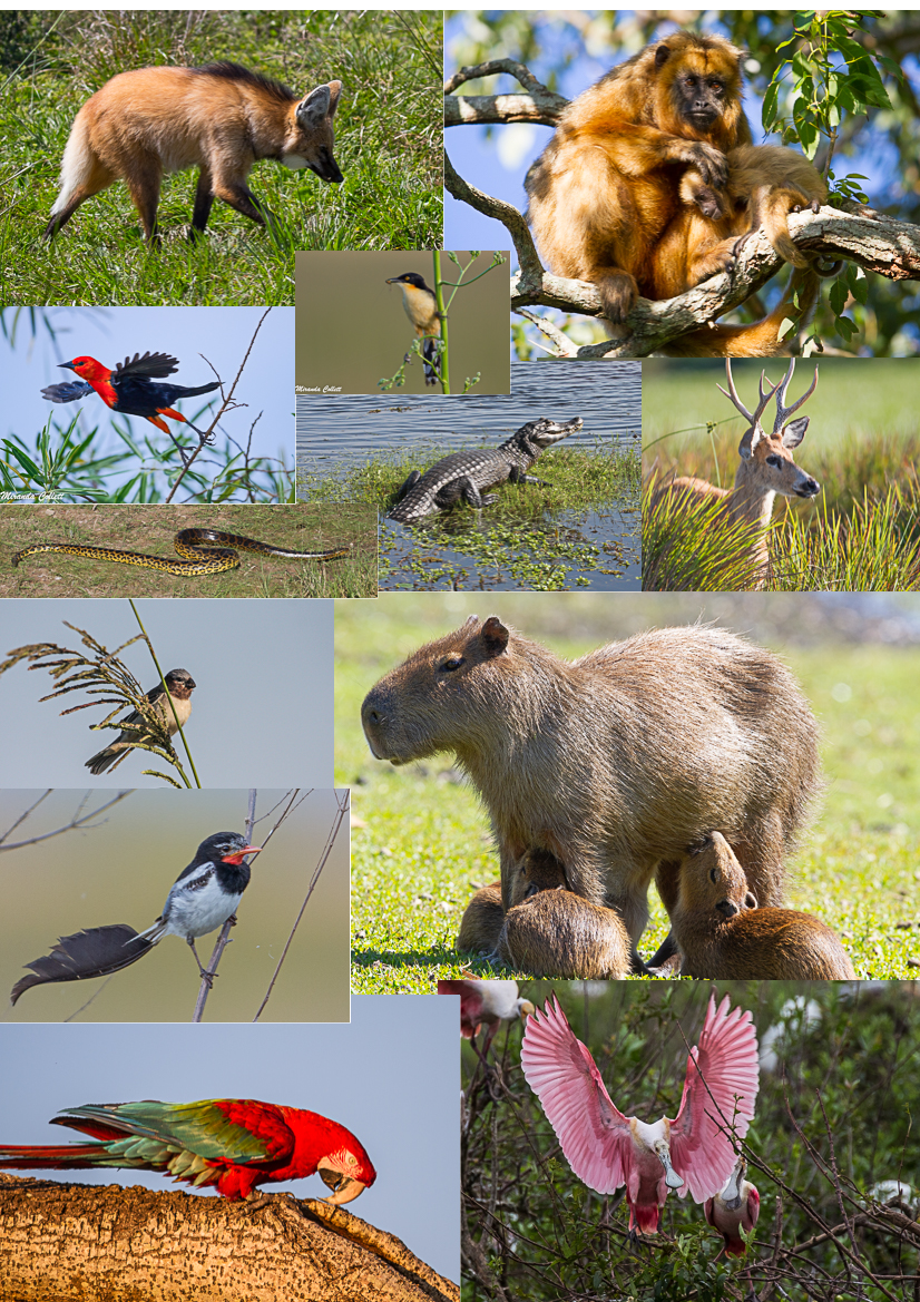 Mosaico de fauna de la reserva: ciervo, carpincho, yacaré y más
