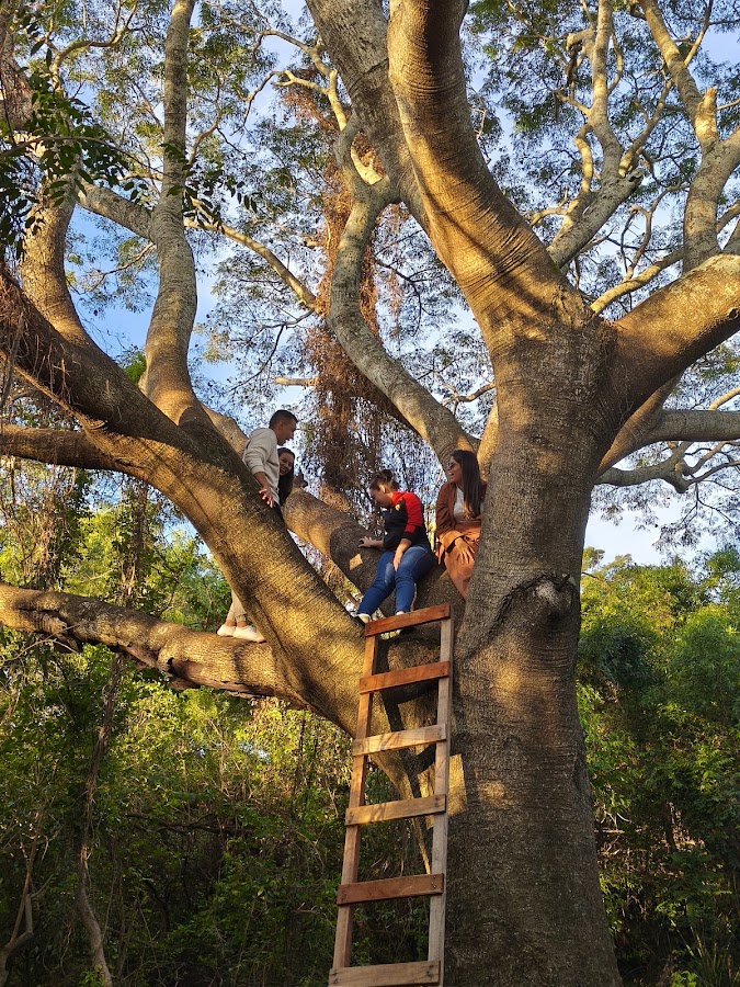 Actividad de aventura en los árboles del monte nativo de la reserva