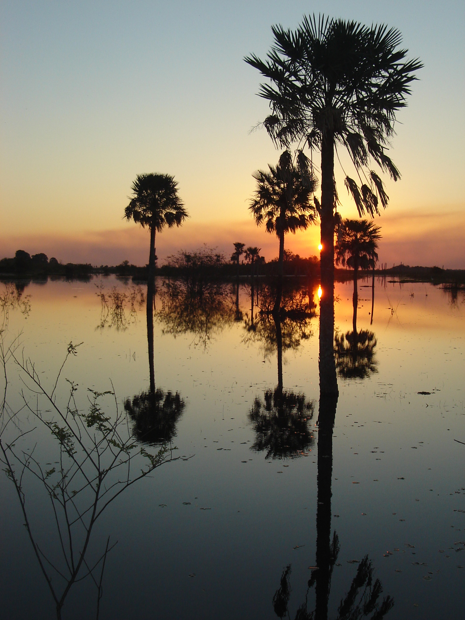 Atardecer sobre el estero, entre palmas