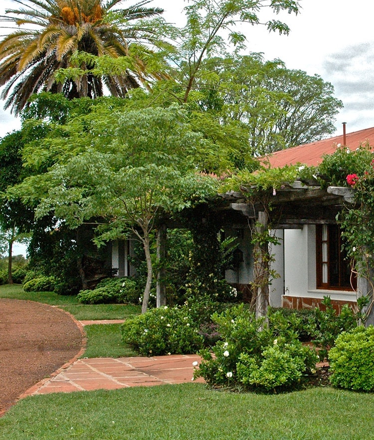 Jardín de buganvillas y palmera pindó frente a la casona