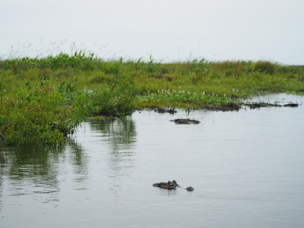 Salvaje Iberá