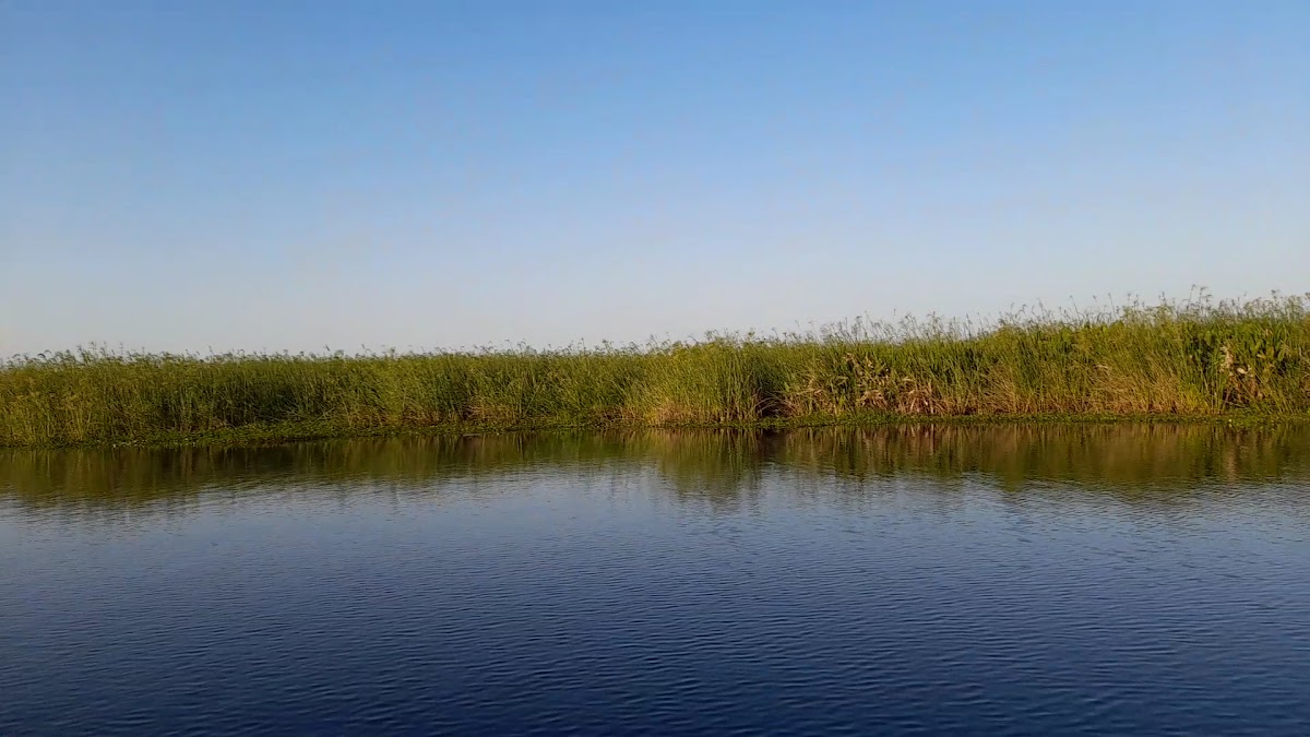 Canal entre pajonales y cielo azul: paisaje del Iberá desde la lancha