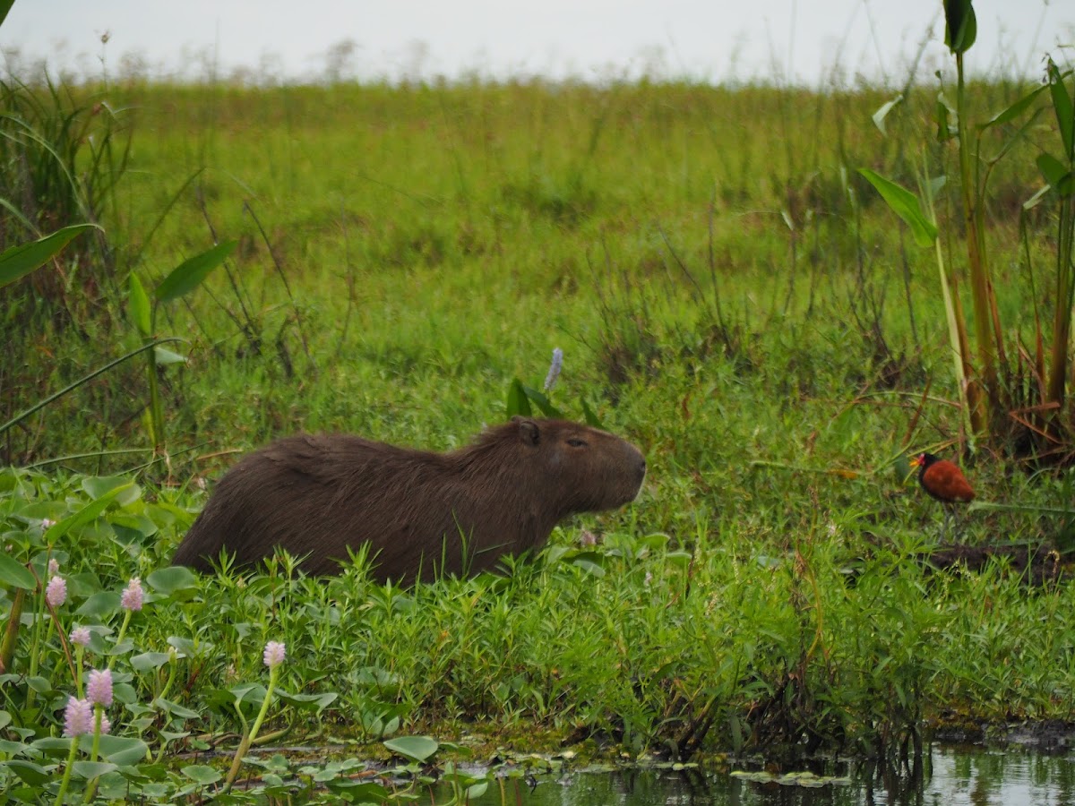 Carpincho con ave roja posada a su lado entre los juncos del estero