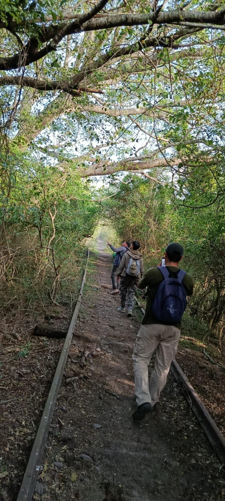 The trail beside the old railway tracks under the trees, with the group looking up
