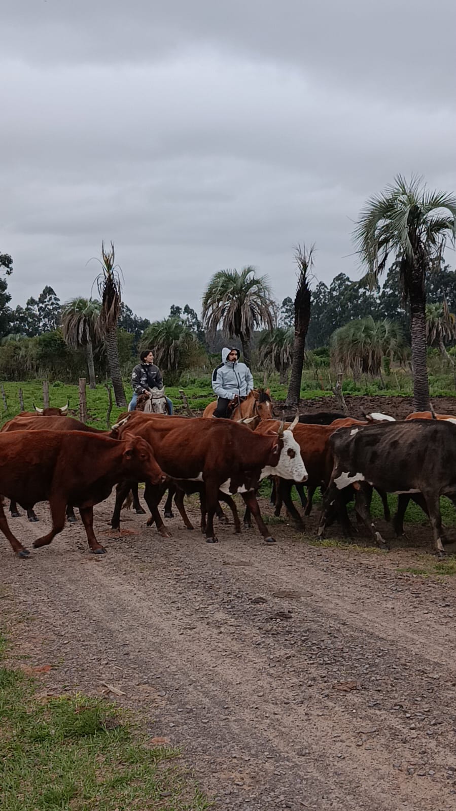 Two riders behind a herd of cattle crossing a gravel road