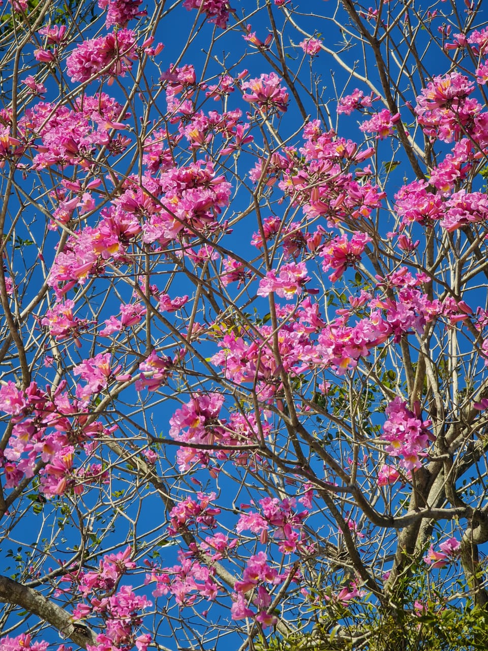 Lapacho rosado en flor en el parque