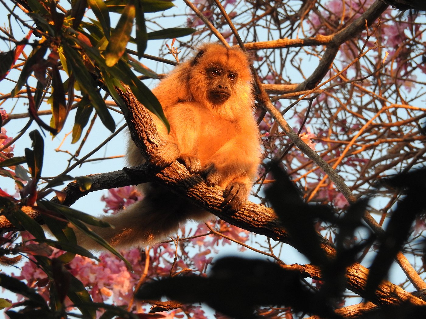 Monos carayá (aulladores) en los esteros del Portal Cambyretá