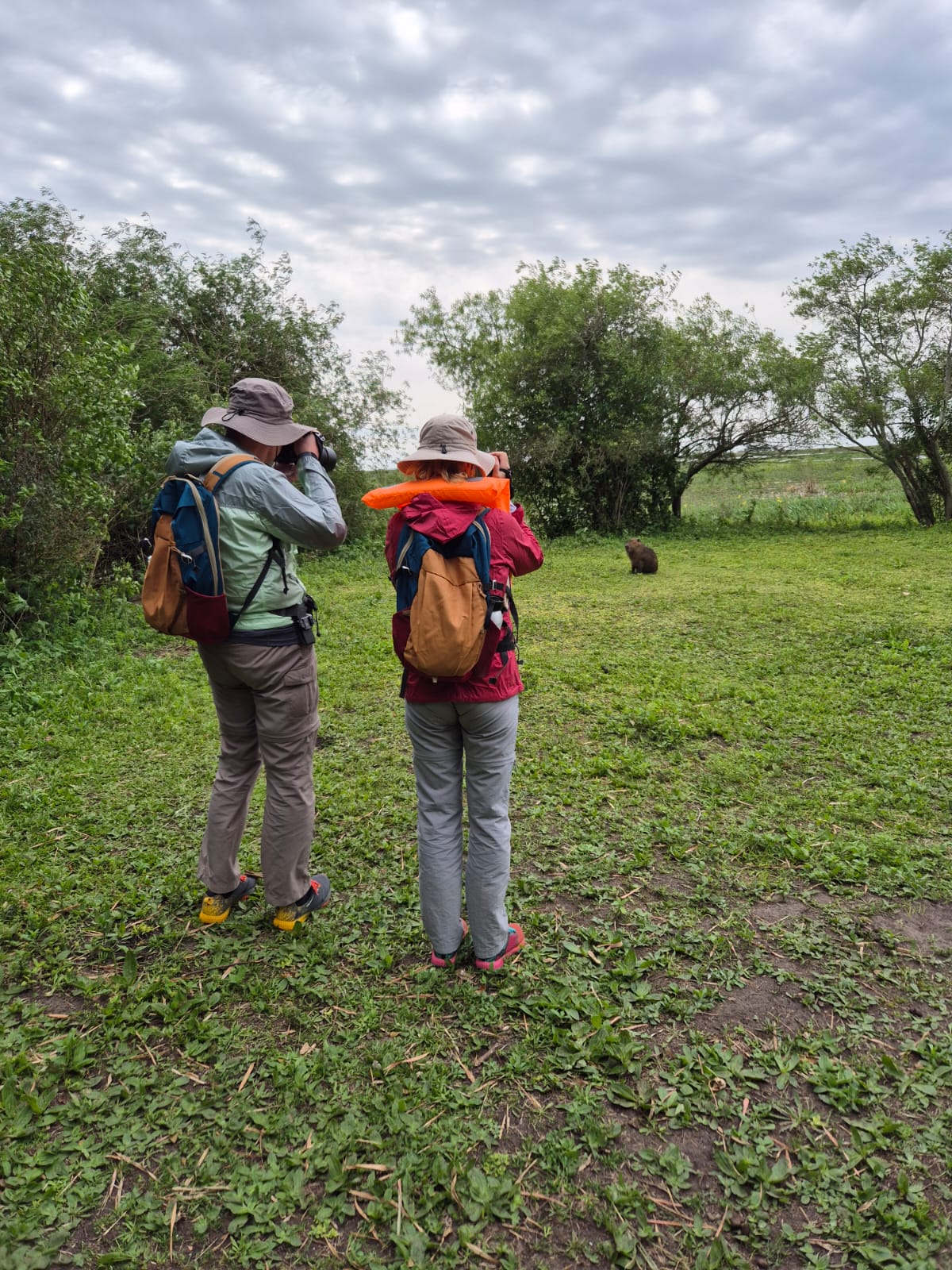 Avistaje de fauna: fotografiando carpinchos en libertad