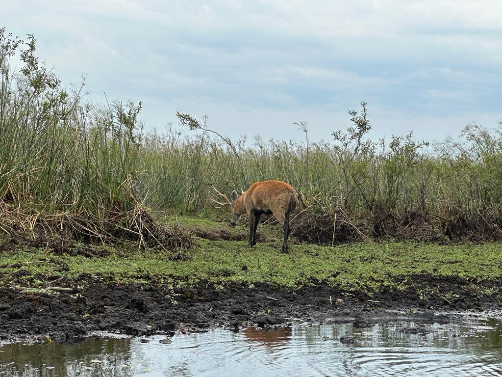 Ciervo de los pantanos pastando en la orilla junto a los pajonales