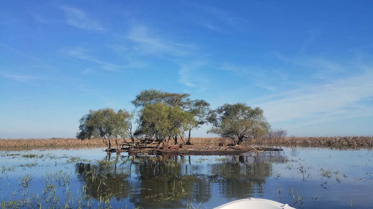 Isleta con árboles reflejada en el agua, vista desde la embarcación