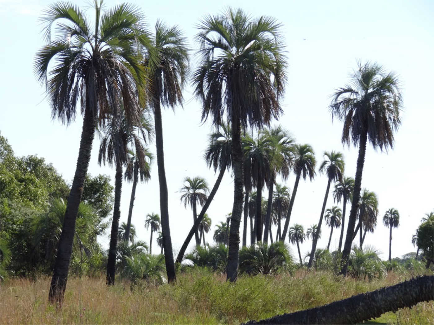 Parque Nacional Mburucuyá